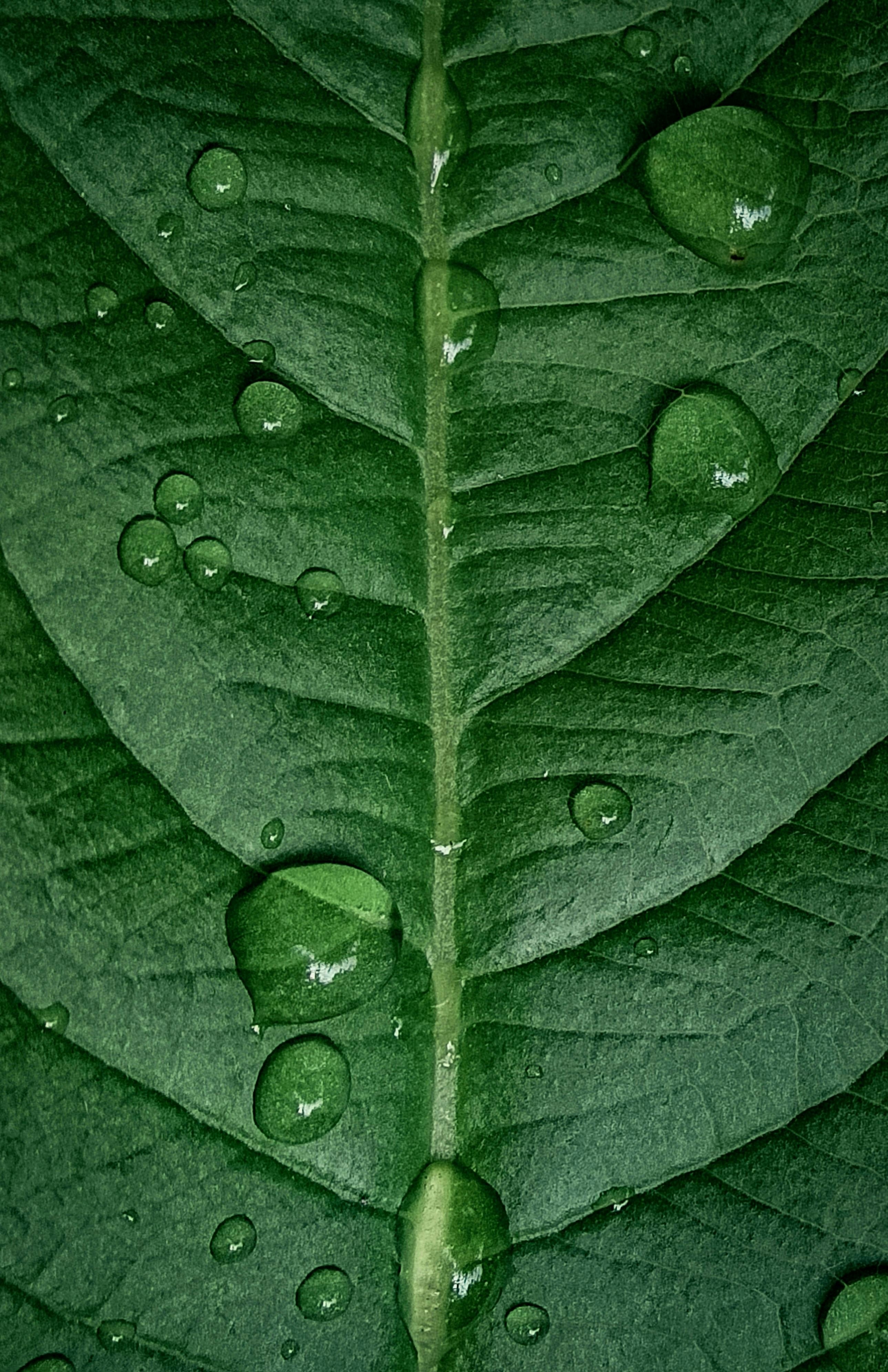 a green leaf with water drops on it