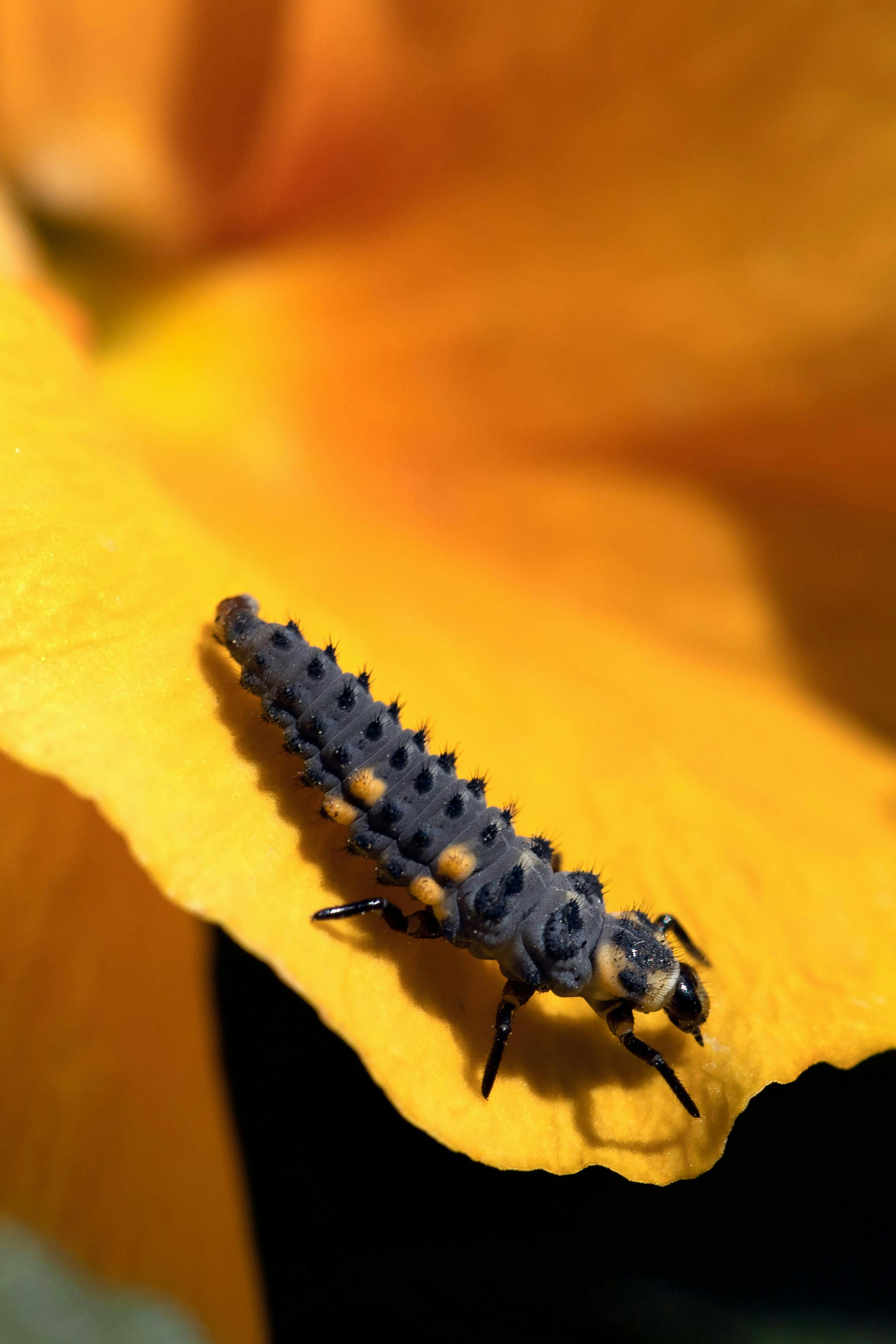 a black and gray caterpillar on a yellow flower