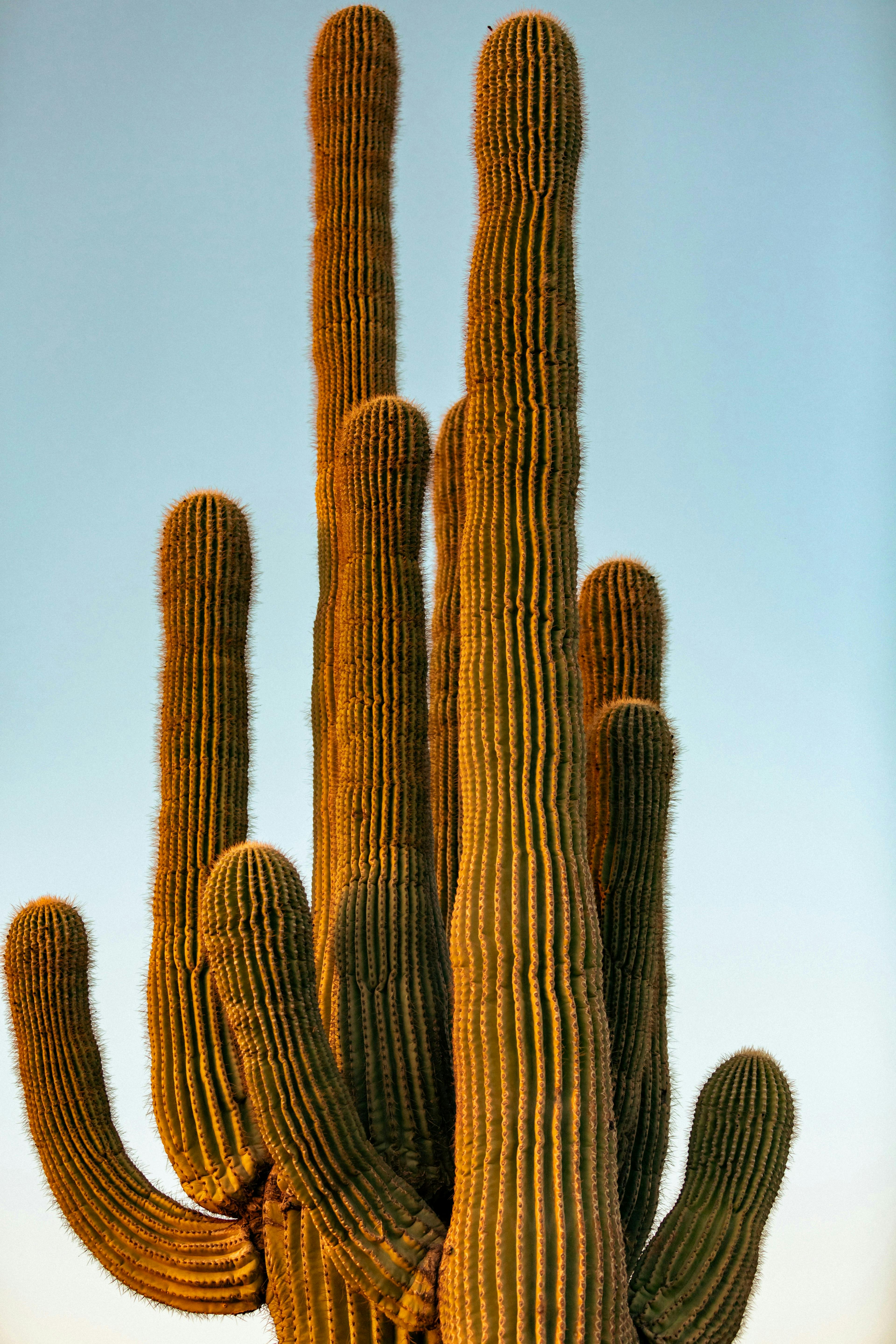a group of tall cactus