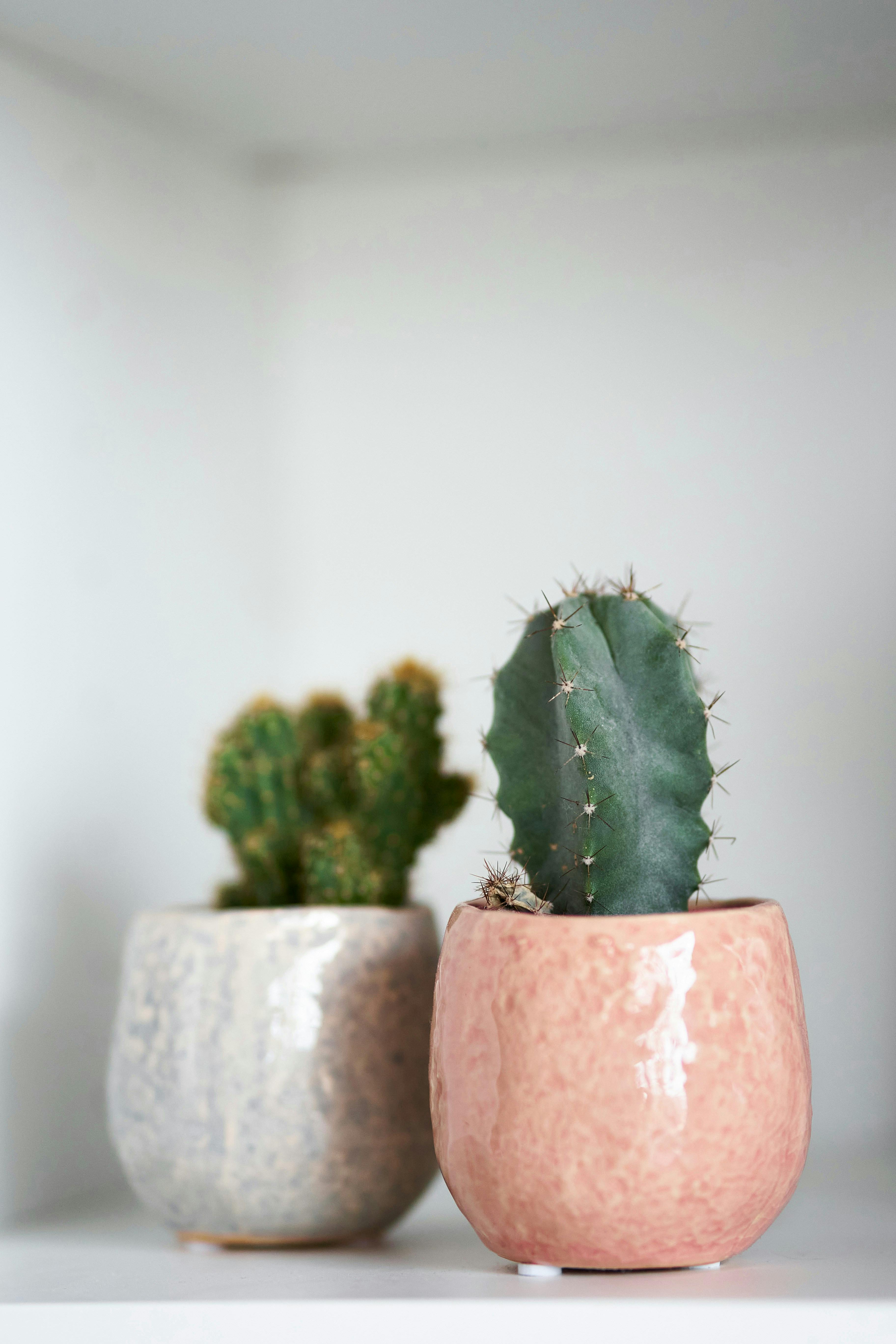 a couple cactus in pots