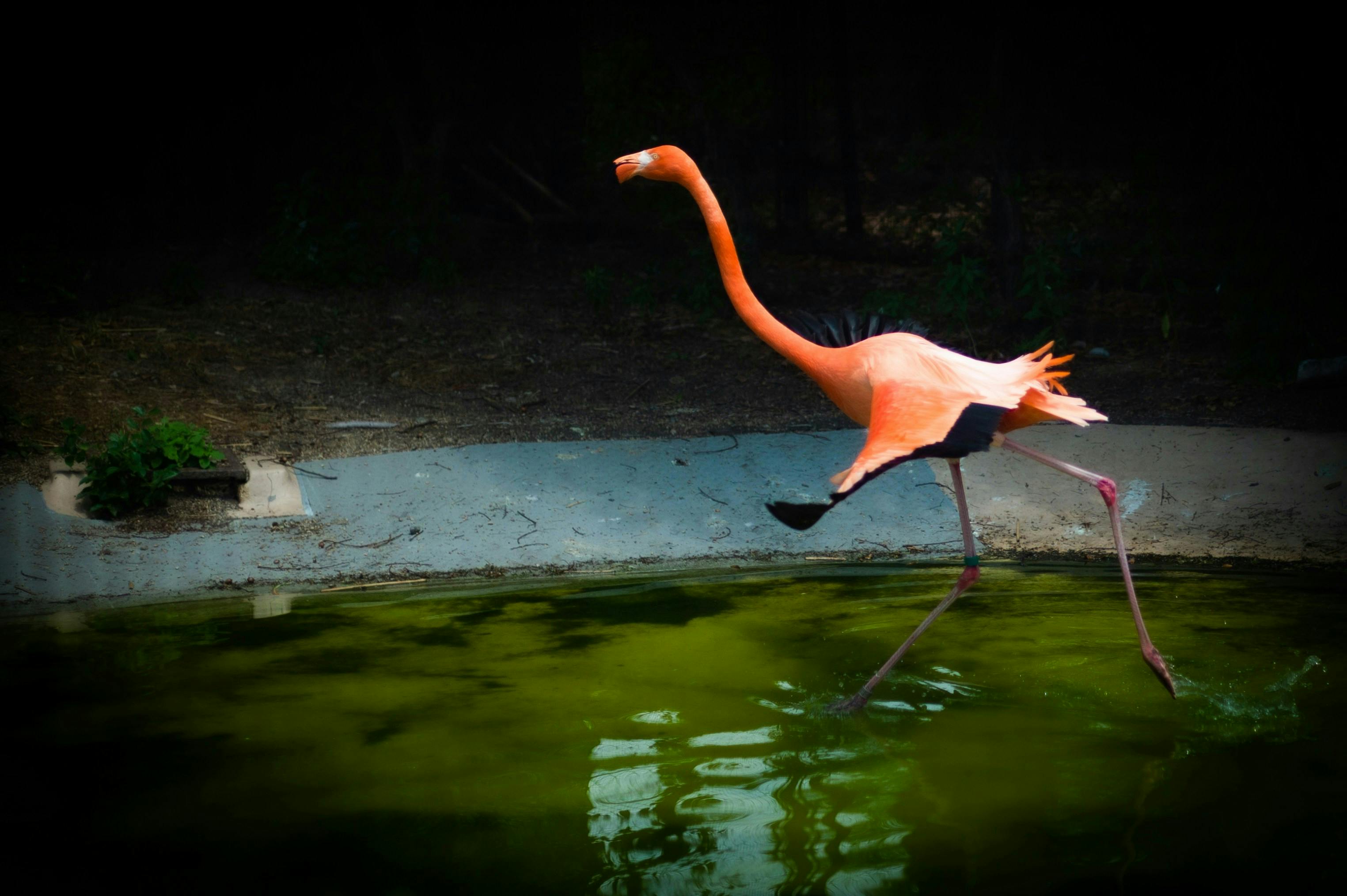 a flamingo drinking water