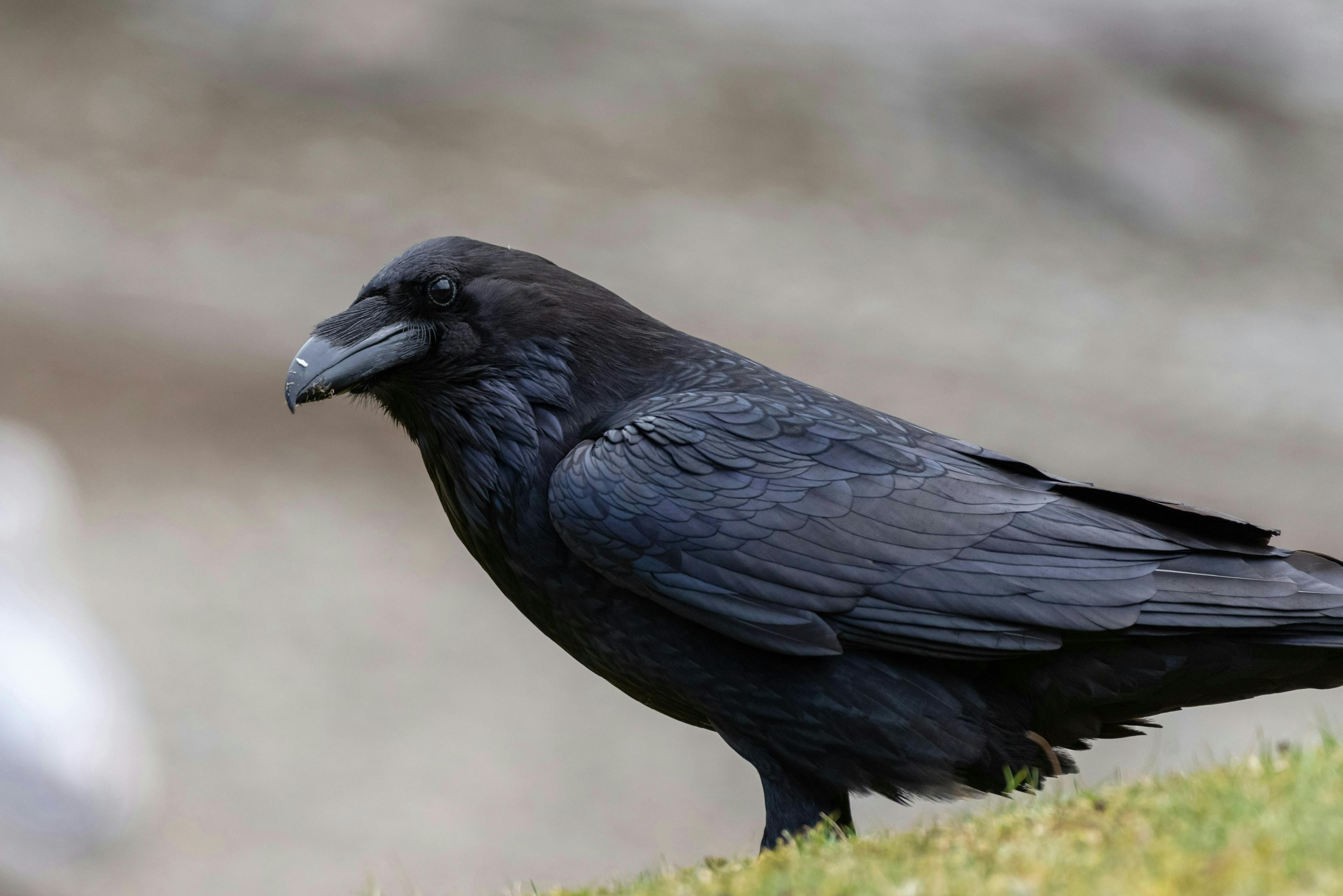 a black bird on grass