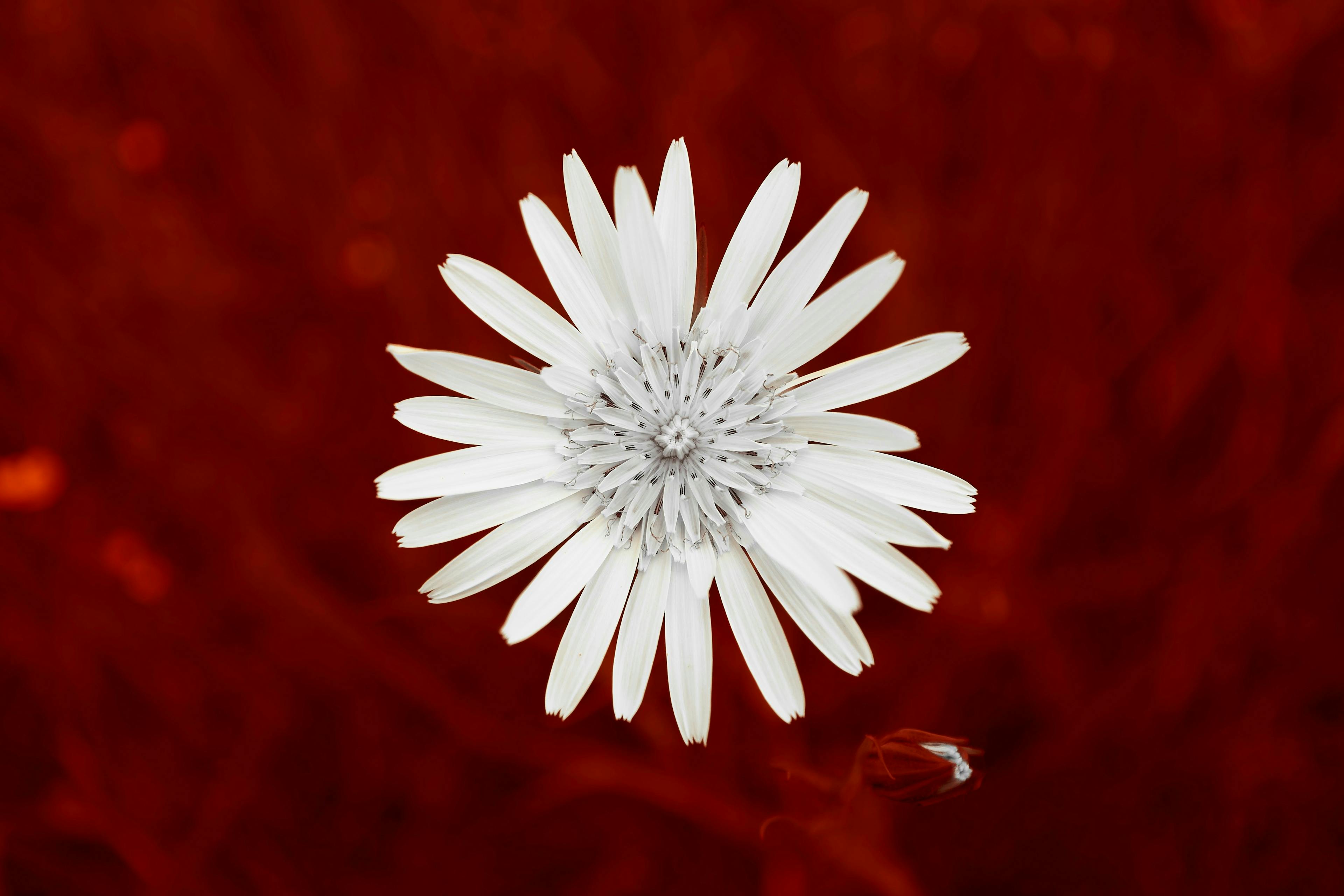 a white flower with a red background