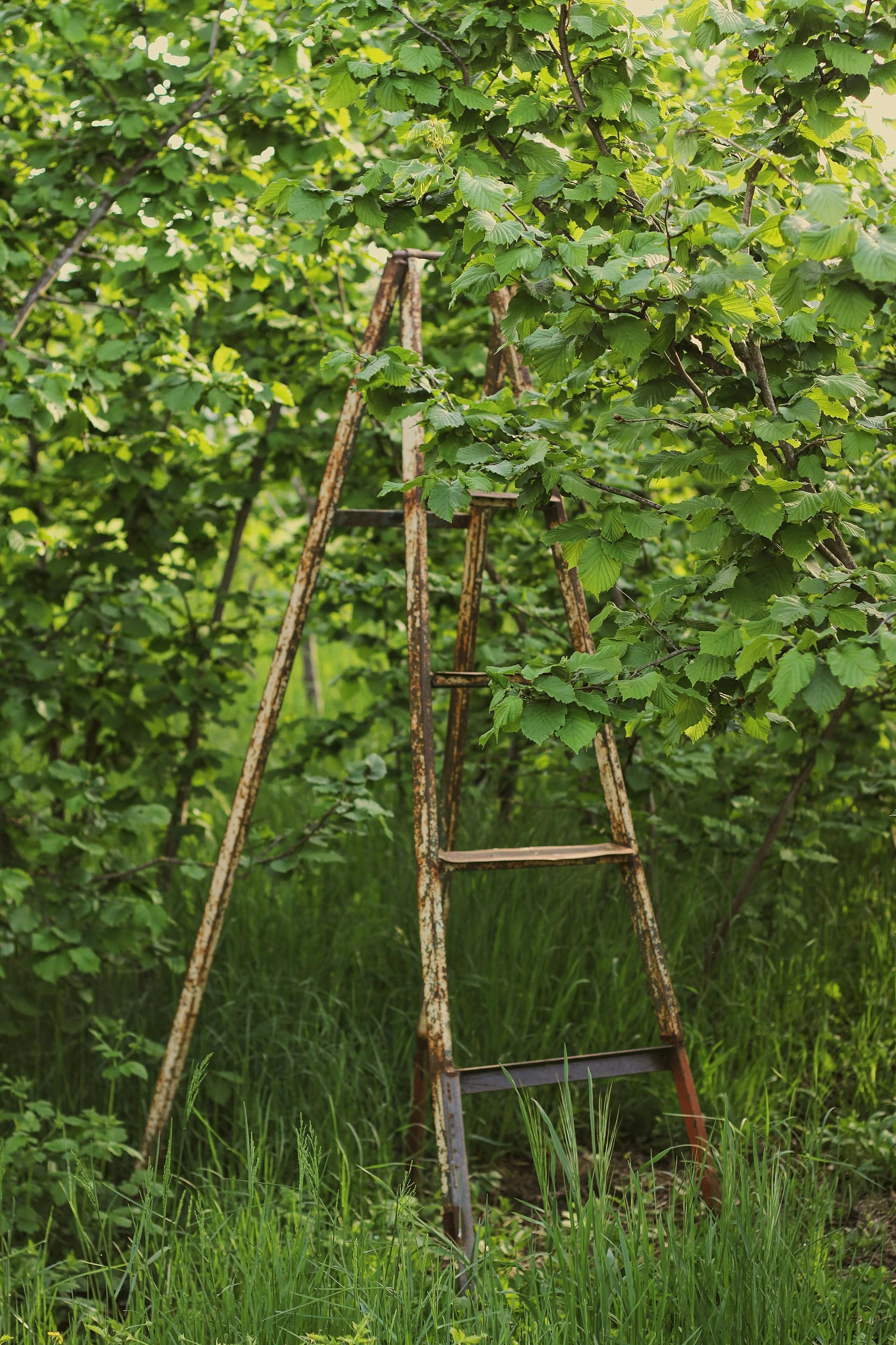 a ladder in a tree